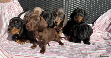 Dachshund dogs - Advert 16