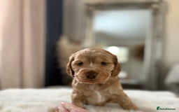 Cocker Spaniel dogs for sale: Show cocker spaniel puppies /ready to leave  - Image 7