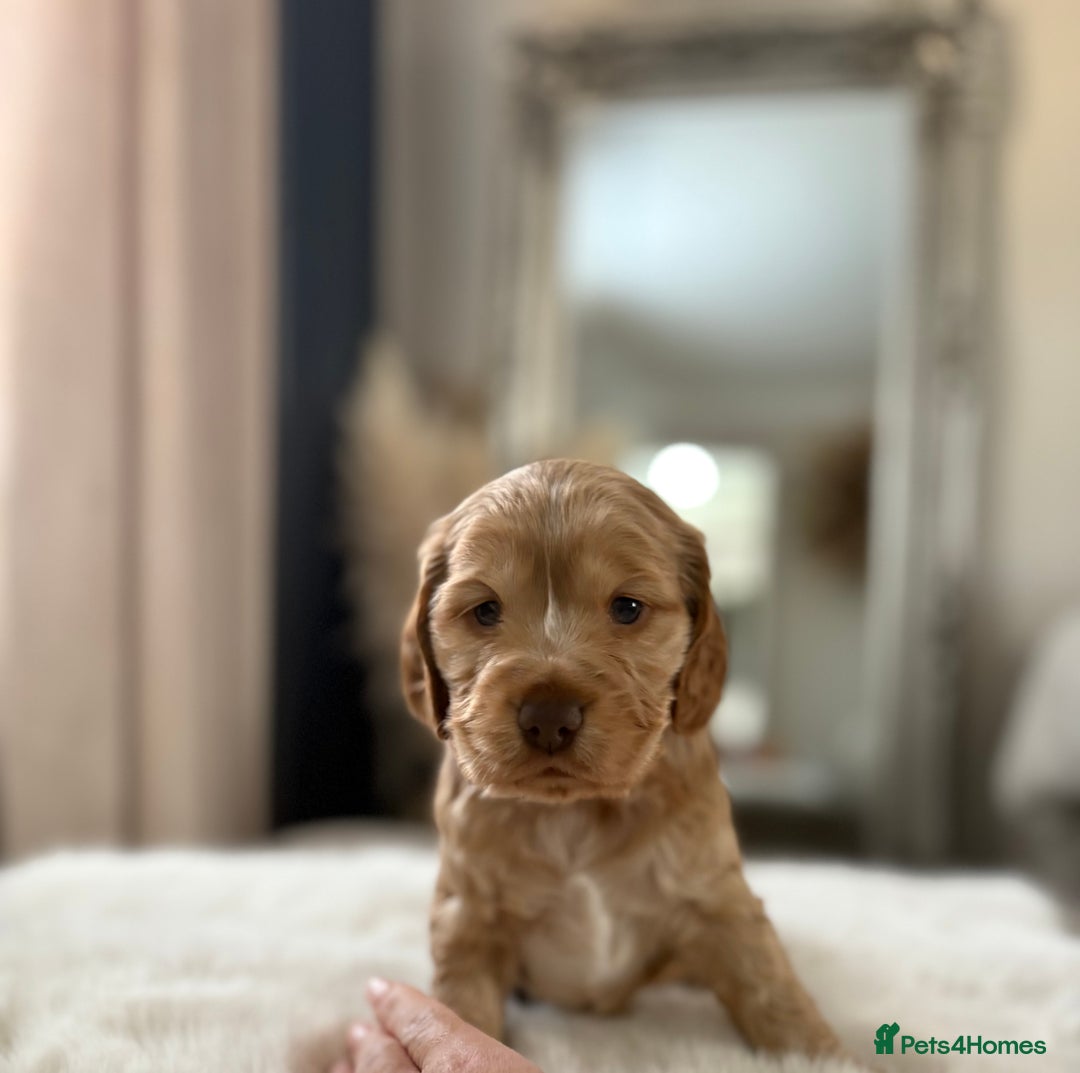 Cocker Spaniel dogs for sale: Show cocker spaniel puppies /ready to leave  - Image 7