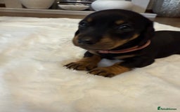 Dachshund dogs for sale: Dachshunds for sale   - Image 14