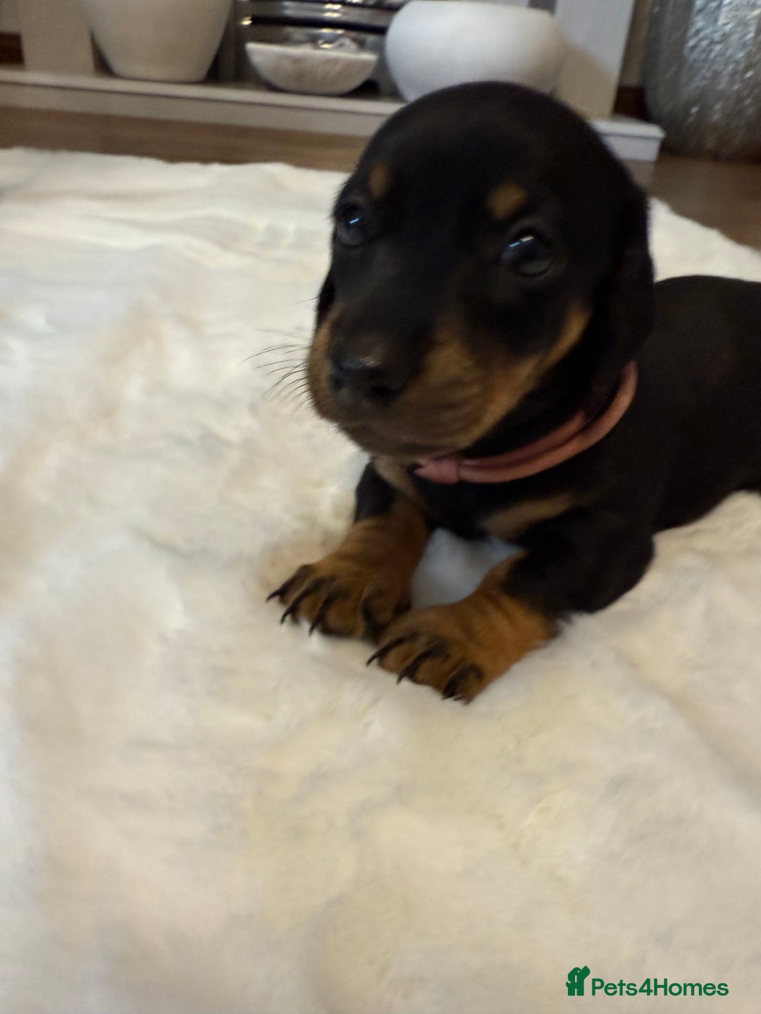 Dachshund dogs for sale: Dachshunds for sale   - Image 14