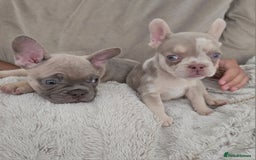French Bulldog dogs for sale: French Bulldog Puppies - Image 2