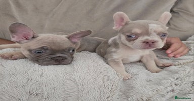 French Bulldog dogs - Advert 4