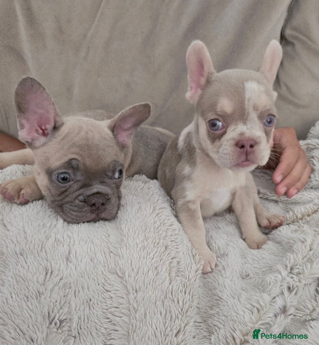 French Bulldog dogs for sale: French Bulldog Puppies - Image 2