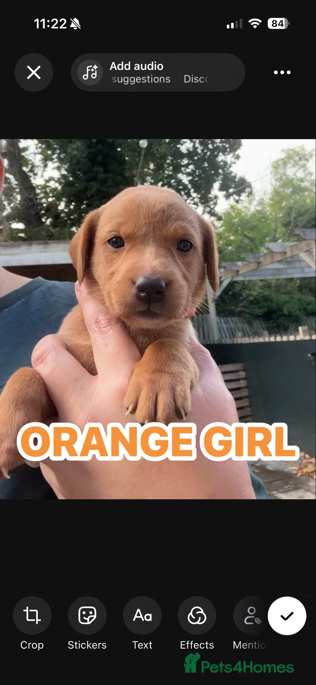 Labrador Retriever dogs for sale: Fox red Labrador puppies  - Advert 16