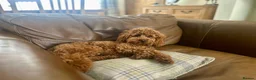 Toy Poodle dogs for sale: Red toy poodle puppies for sale - Advert 5