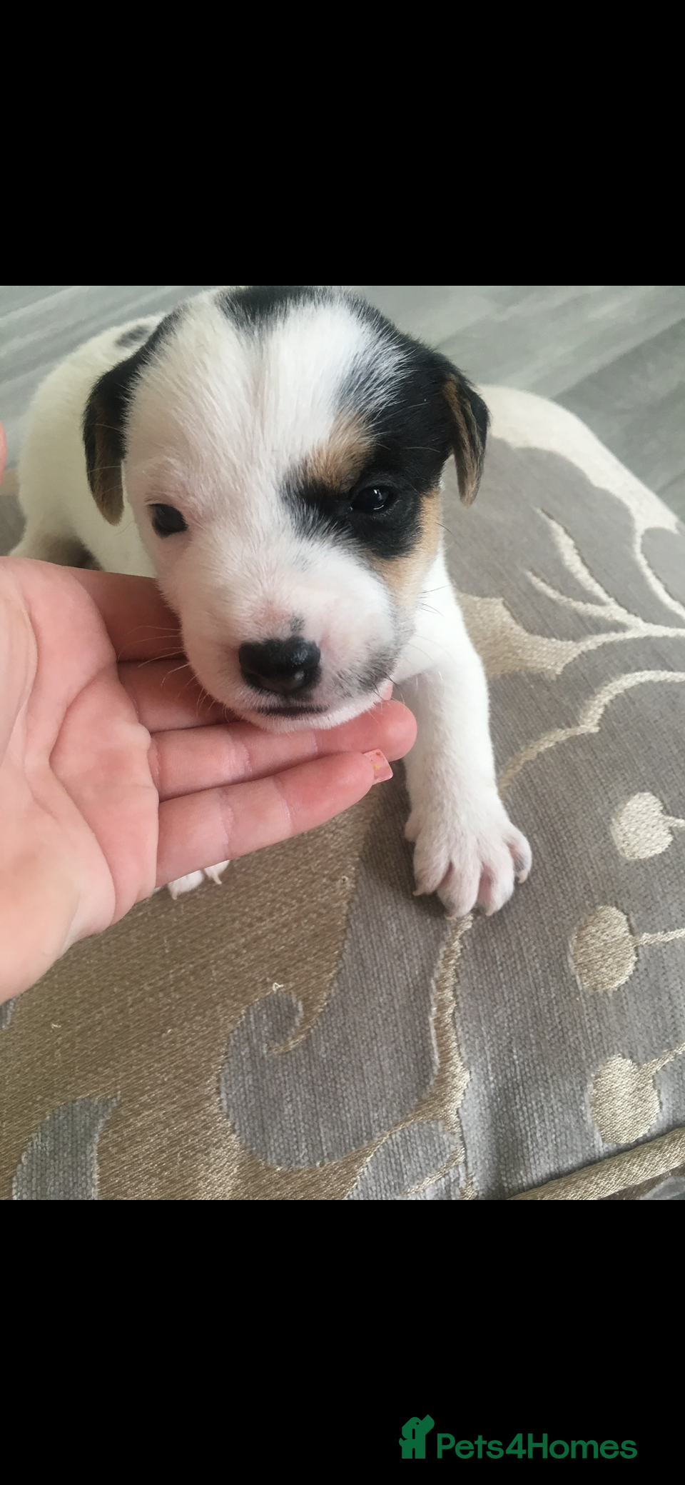 Patterdale Terrier Puppy 4