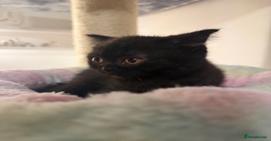 British Shorthair cats - Advert 8