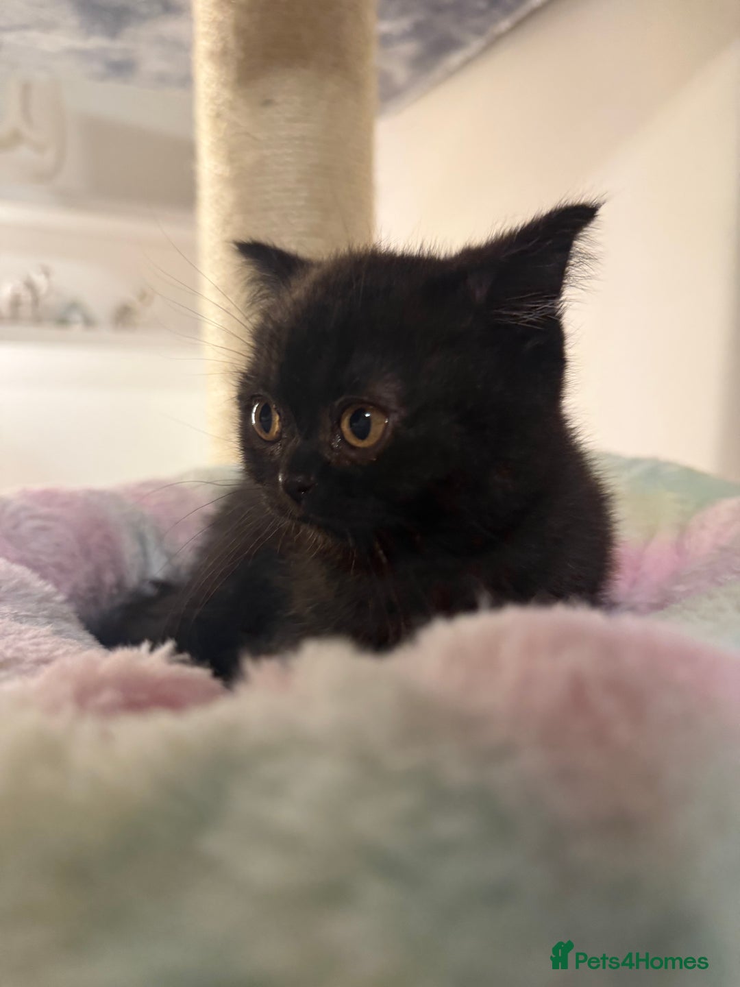 British Shorthair cats for sale: Beautiful British shorthair champion bloodlines - Image 2