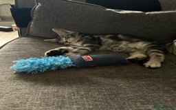 Maine Coon cats for sale: Maine Coon X - Image 3