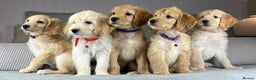 Goldendoodle dogs for sale: ABSOLUTELY GORGEOUS DOODLES  - Advert 4