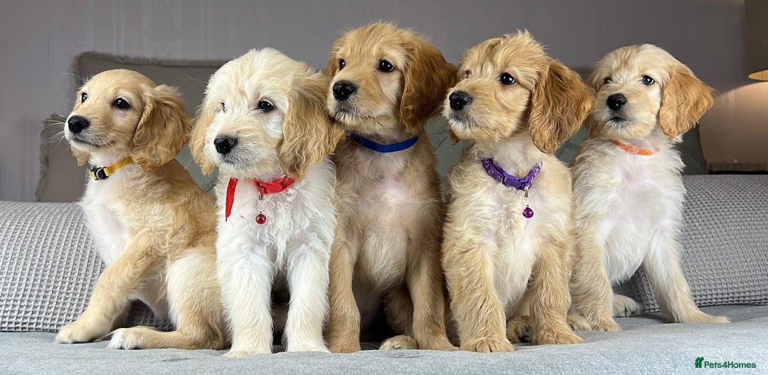 Goldendoodle dogs for sale: ABSOLUTELY GORGEOUS DOODLES  - Advert 4