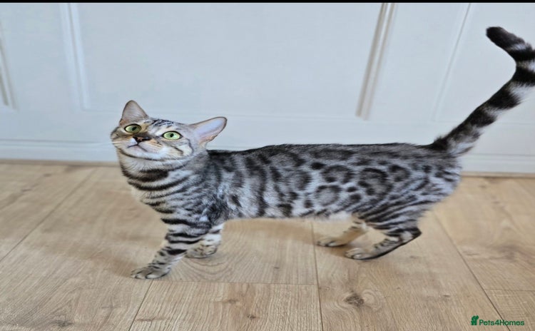 Bengal cats - Advert 5