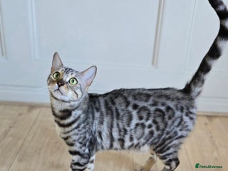 Bengal cats - Advert 7