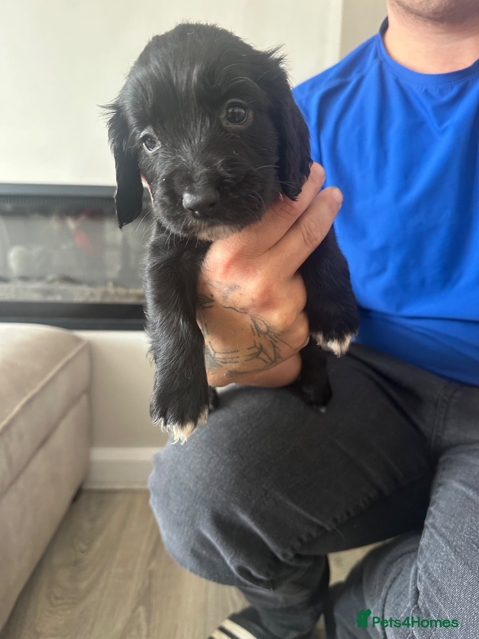 Cocker Spaniel dogs Cocker spaniel boy left🐶  - Advert 2