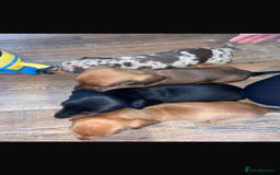 Miniature Dachshund dogs for sale: Miniature dachshund  - Image 2