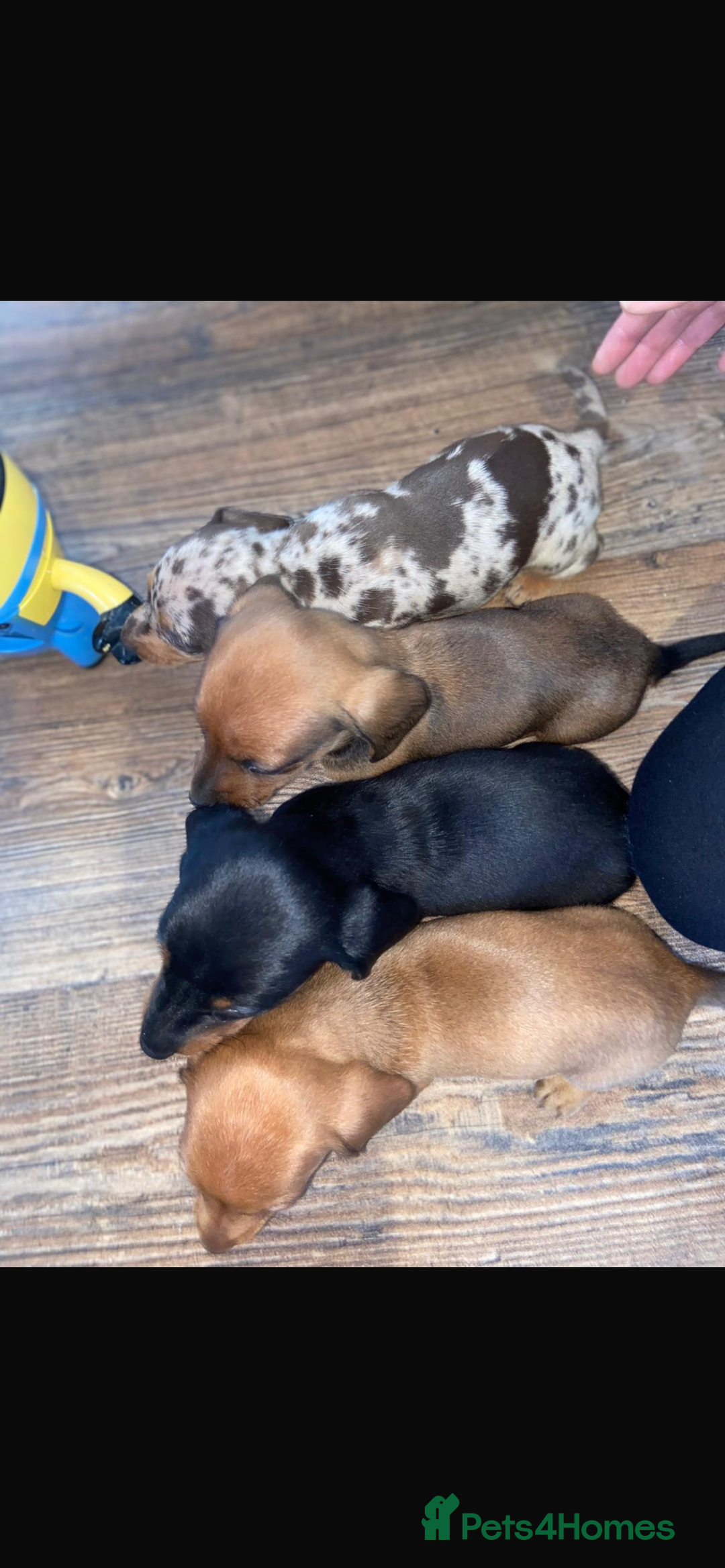 Miniature Dachshund dogs for sale: Miniature dachshund  - Image 2