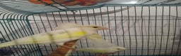 Canaries birds for sale: Yellow mosaic canaries for sale  - Advert 6