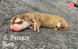 Mixed Breed dogs for sale: Malamute x Alaskan Shepherd Litter - Image 8