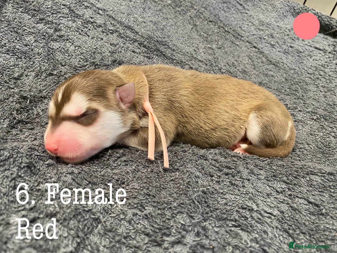 Mixed Breed dogs for sale: Malamute x Alaskan Shepherd Litter - Image 8