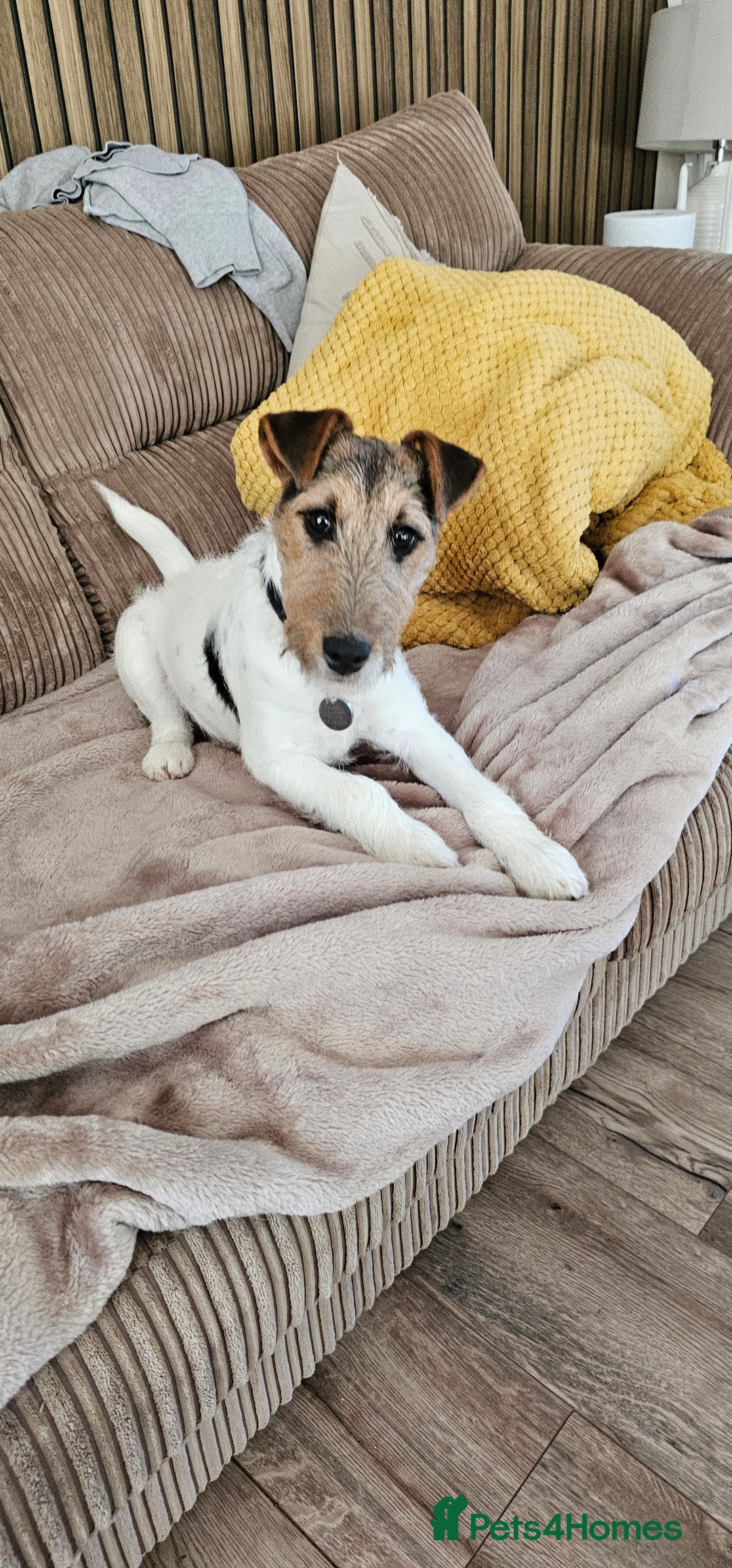 Mixed Breed dogs for sale: 6 Month Jack Russel needs good home - Advert 2
