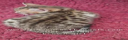 Bengal cats for sale: Tica registered bengal kittens (cashmere carriers) - Advert 8