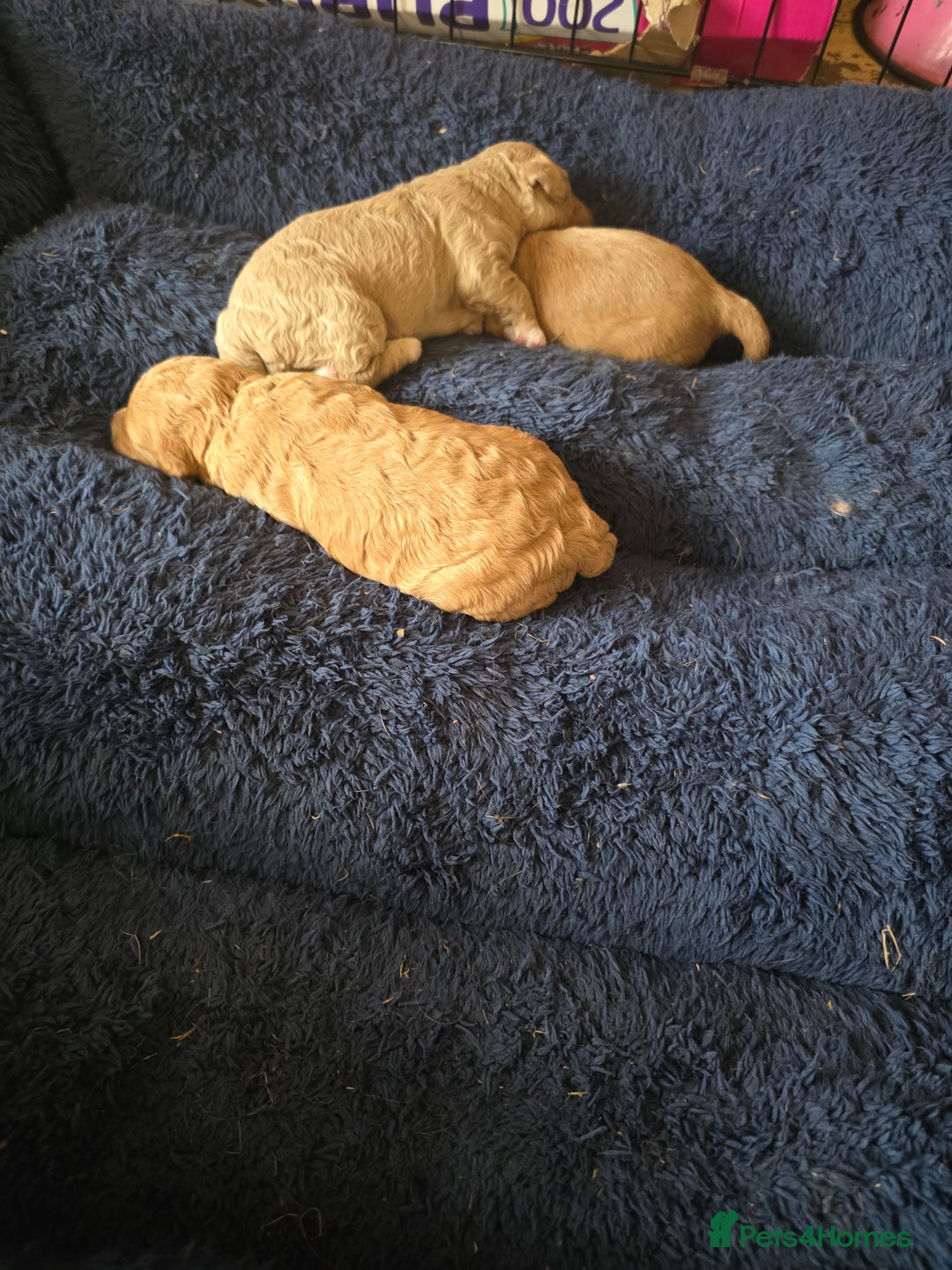 Cockapoo dogs for sale: F1b cockapoos - Image 10