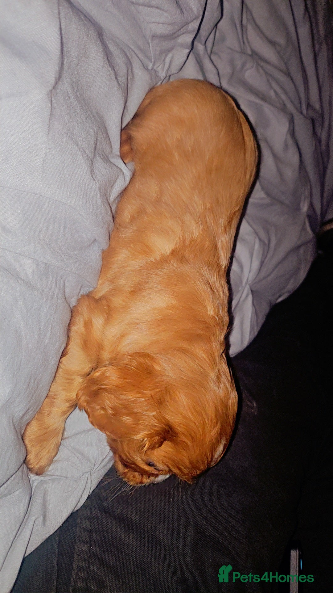 Cavalier King Charles Spaniel dogs for sale: Cavalier king charles puppys READY NOW pedigree KC - Advert 31