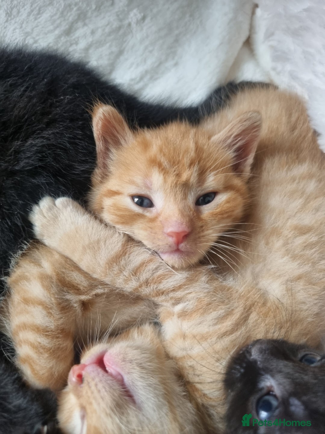 Mixed Breed cats for sale: Mixed tortoiseshell/British short-hair  - Image 6