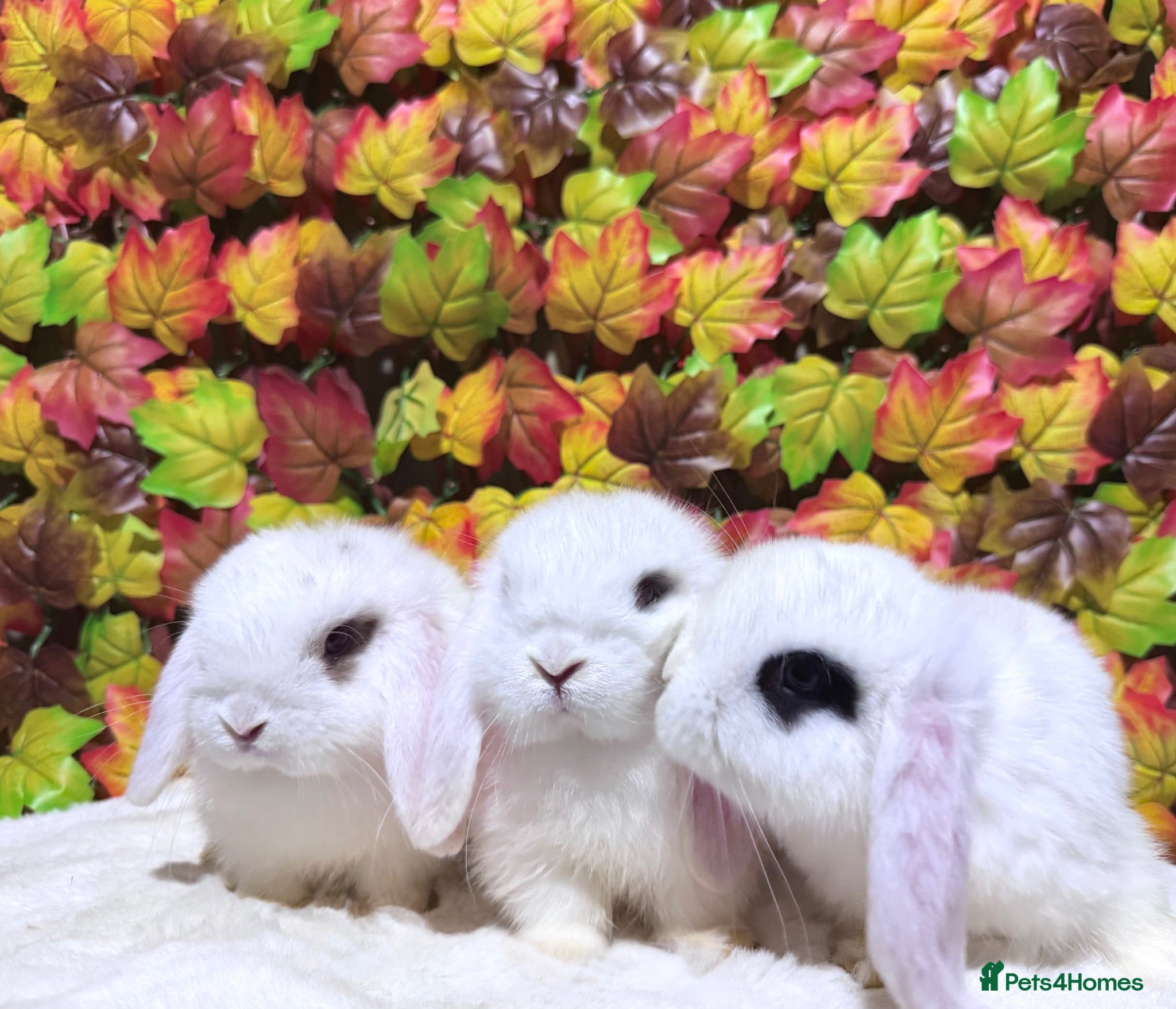 Mini Lop rabbits Quality Mini Lop girls ready now (Super tame) - Advert 1