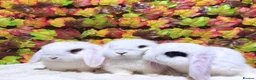 Mini Lop rabbits for sale: Quality Mini Lop girls ready now (Super tame) - Advert 1
