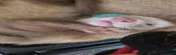 Ferret rodents for sale: 3 x 6 month old ferrets - Advert 3