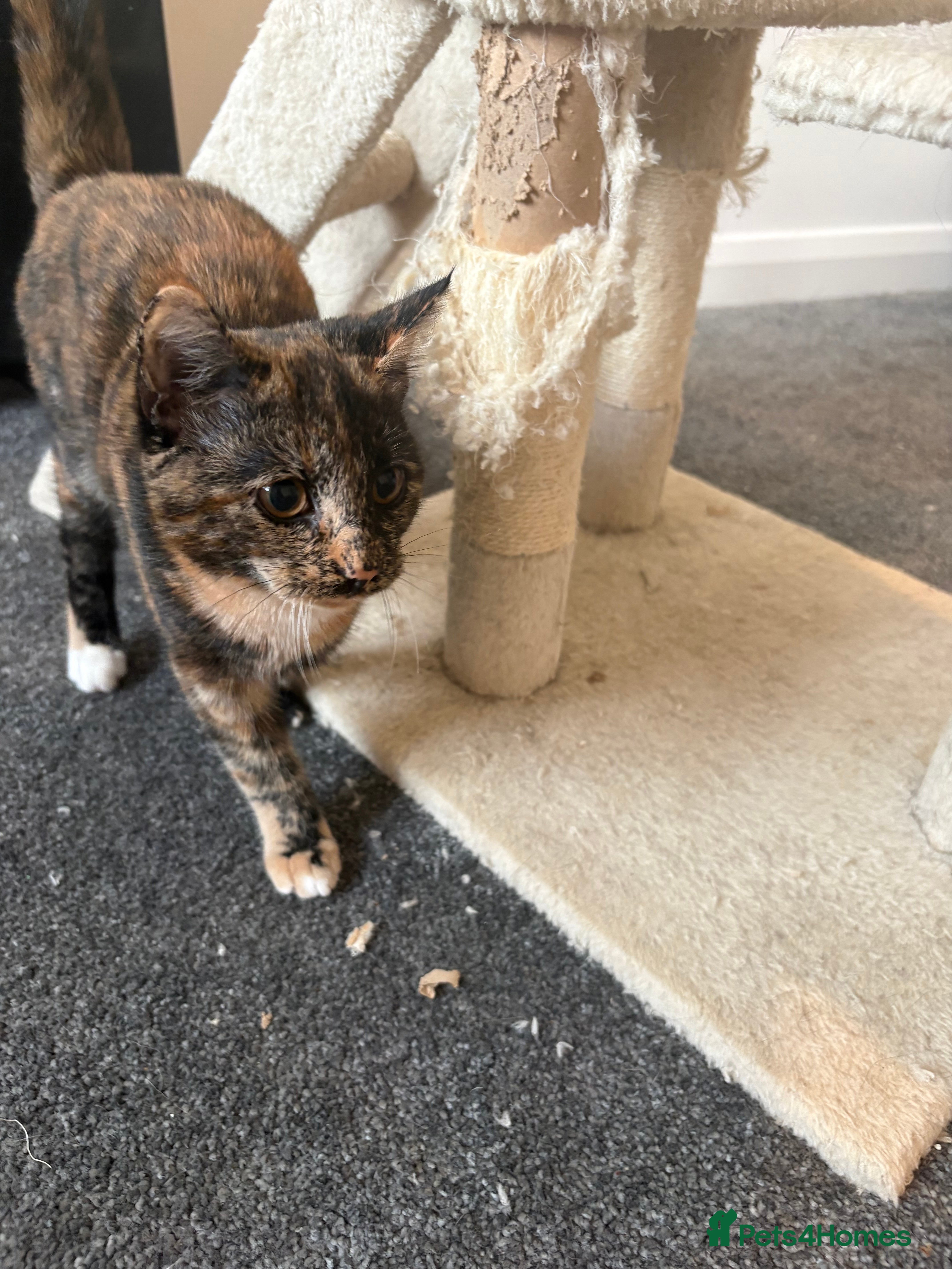 Mixed Breed cats Kitten  - Advert 11