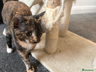 Mixed Breed cats Kitten - Advert 1