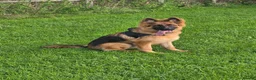 German Shepherd dogs for sale: German Shepherd Pup  - Advert 1