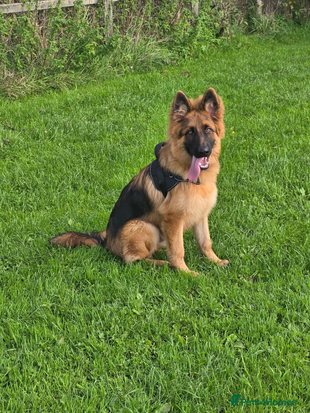 German Shepherd dogs for sale: German Shepherd Pup  - Advert 1