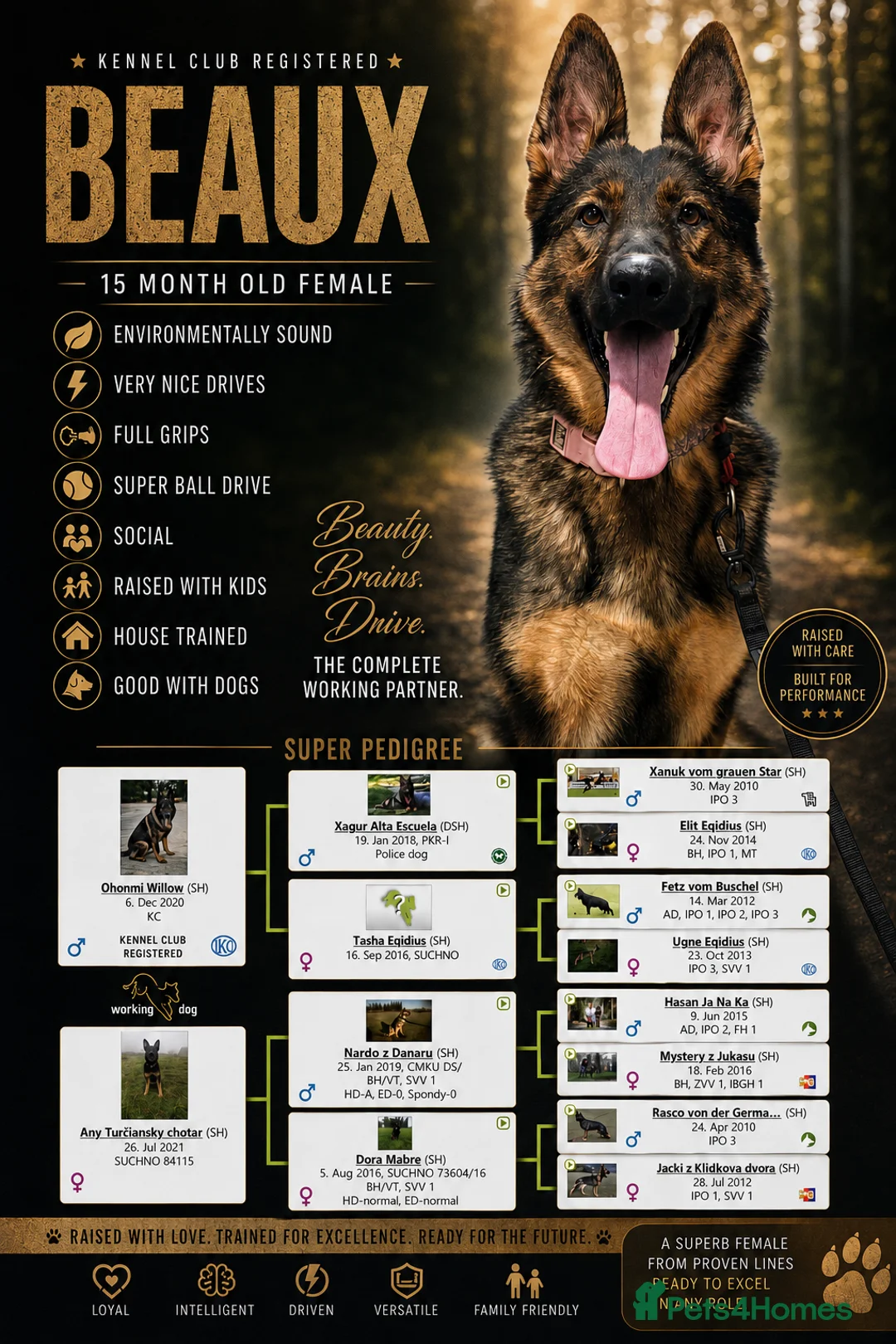 German Shepherd dogs for sale: Super pedigree part trained female  - Advert 1