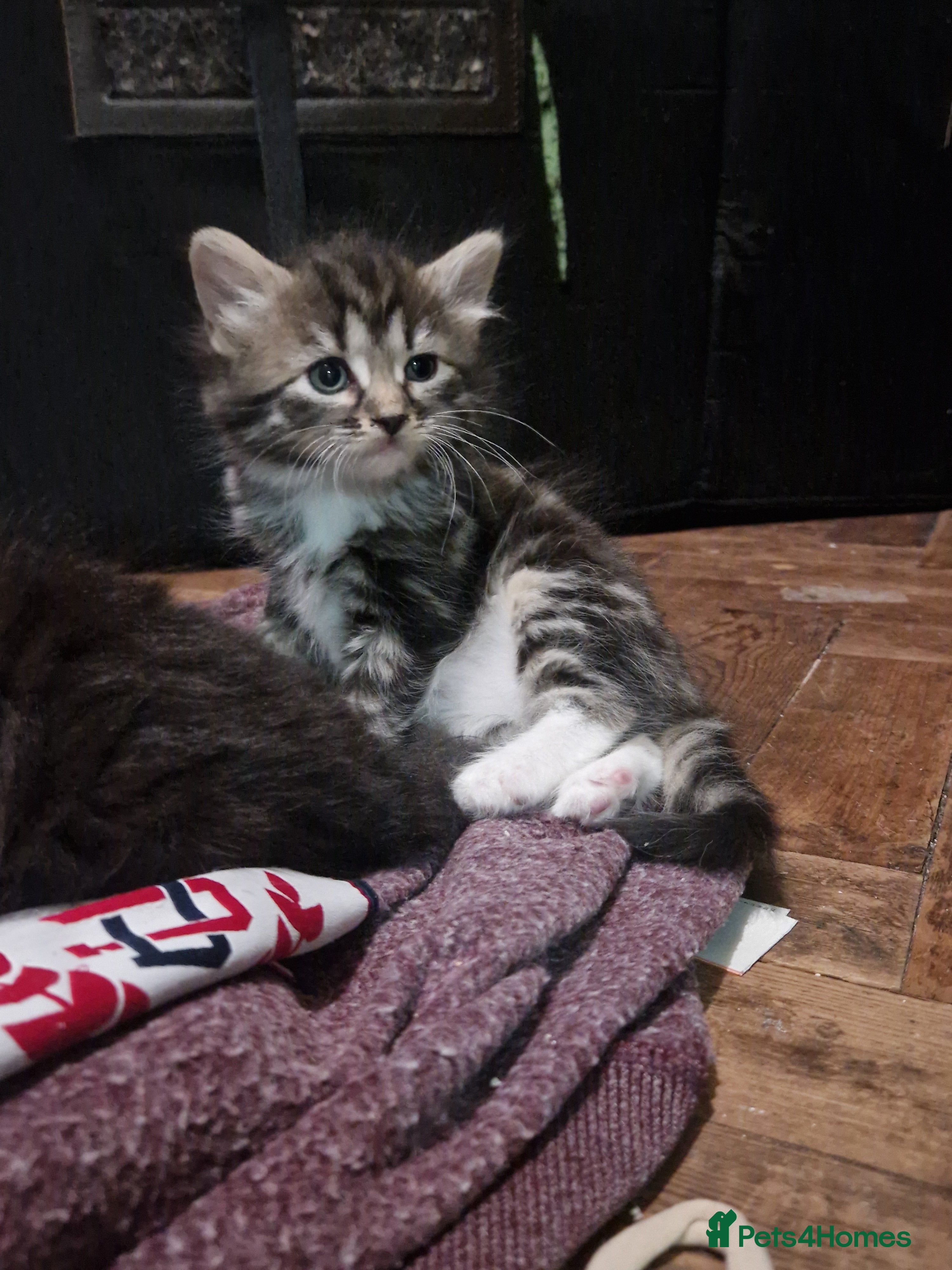 Mixed Breed cats for sale: 4 kitten  - Advert 9