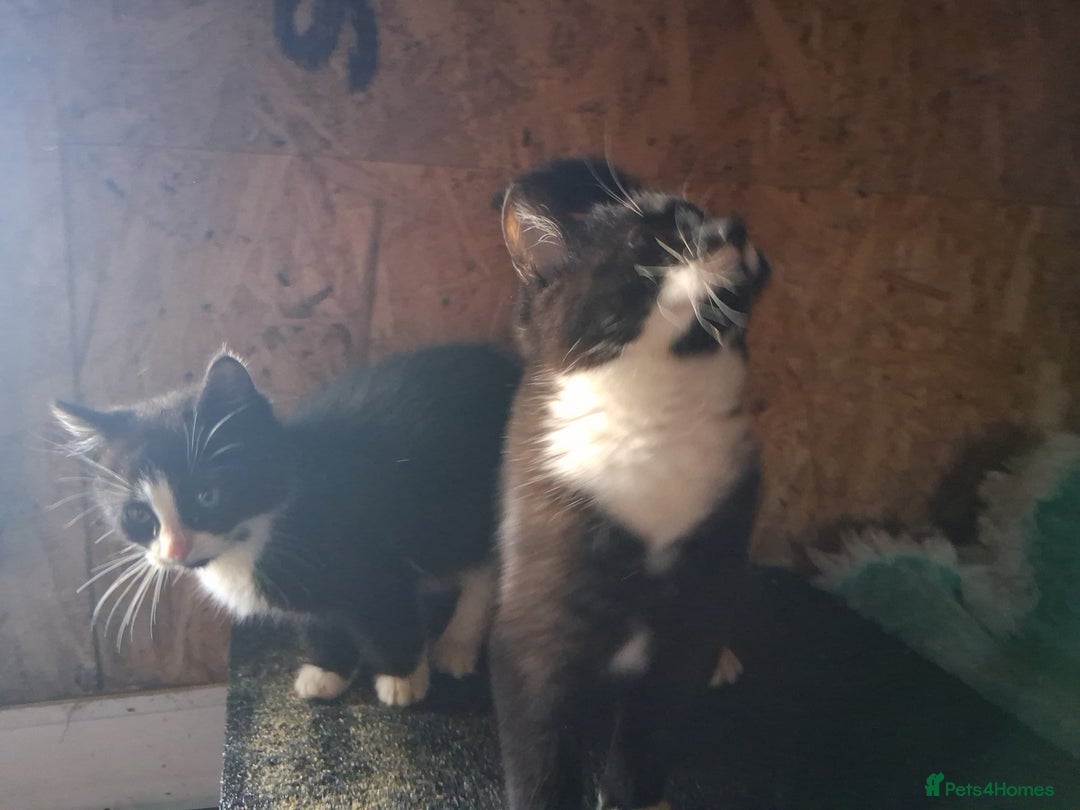 British Shorthair cats for sale: Kittens for sale - Advert 4