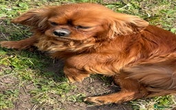 Cavalier King Charles Spaniel dogs for sale: KC Adult Male Cavalier - Image 2
