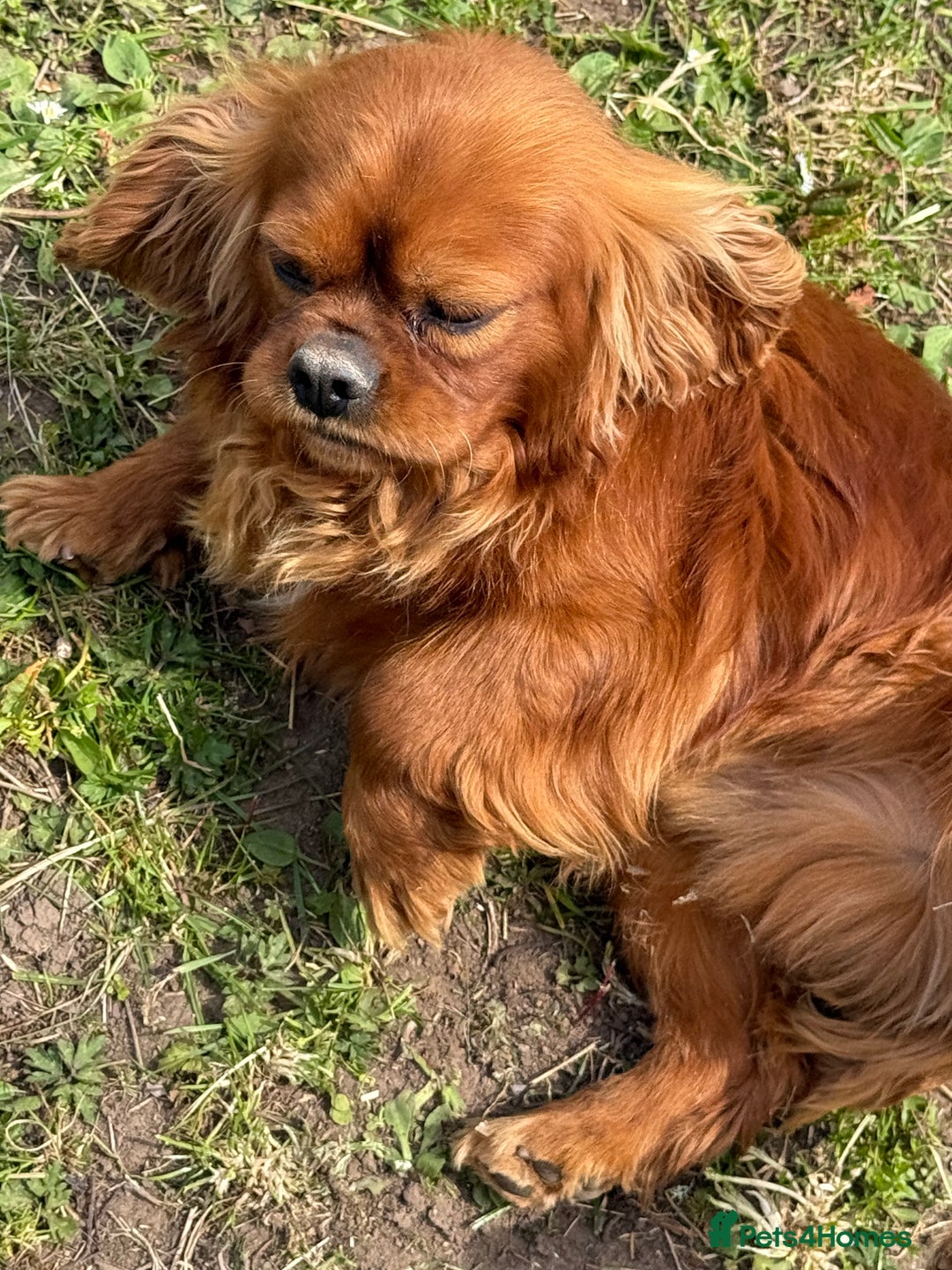 Cavalier King Charles Spaniel dogs for sale: KC Adult Male Cavalier - Image 2