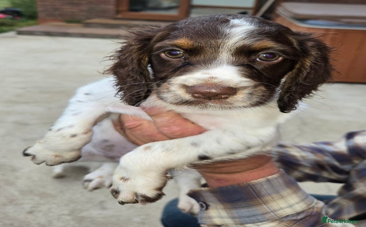 Cocker Spaniel dogs - Advert 5