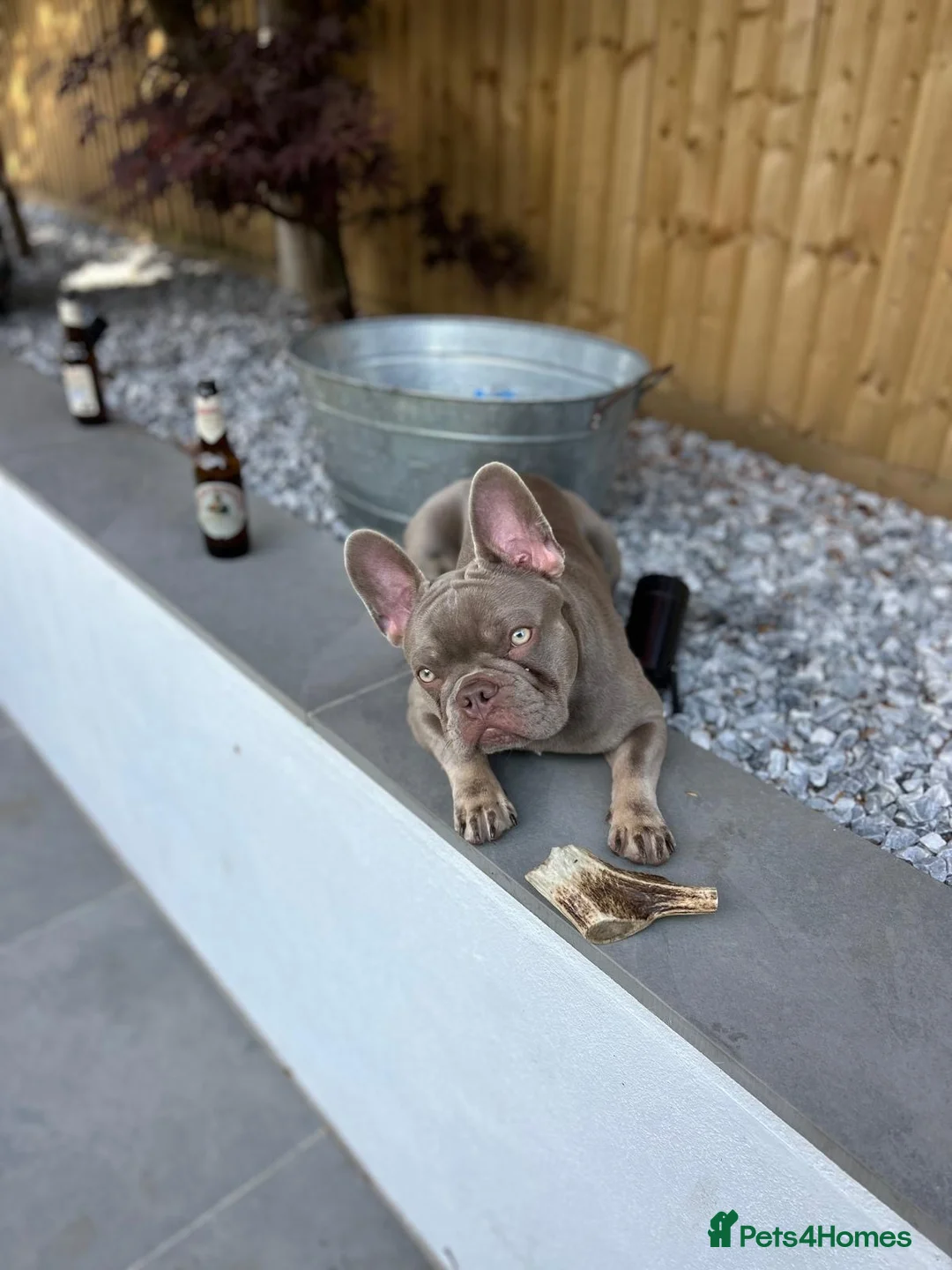 French Bulldog dogs for stud: Reggie French Bulldog for Studding  - Advert 6