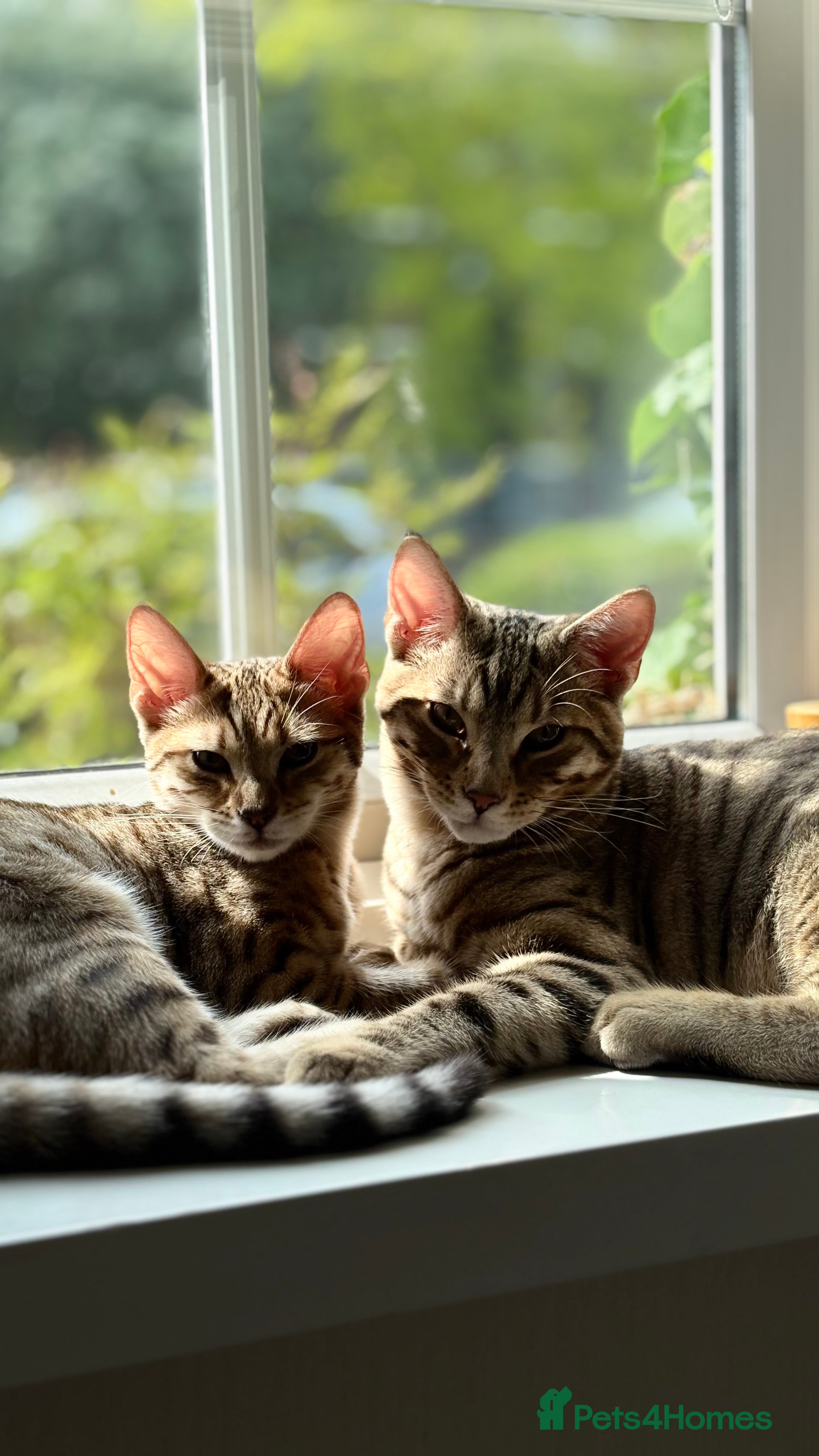 Bengal cats Pure Bengal Kittens For sale  - Advert 1