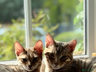 Bengal cats Pure Bengal Kittens For sale - Advert 1