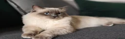 Ragdoll cats for sale: Blue point ragdoll  - Advert 1