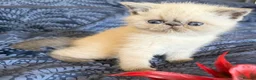 Exotic cats for sale: Last Remaining  Exotic Shorthair Kitten - Advert 27