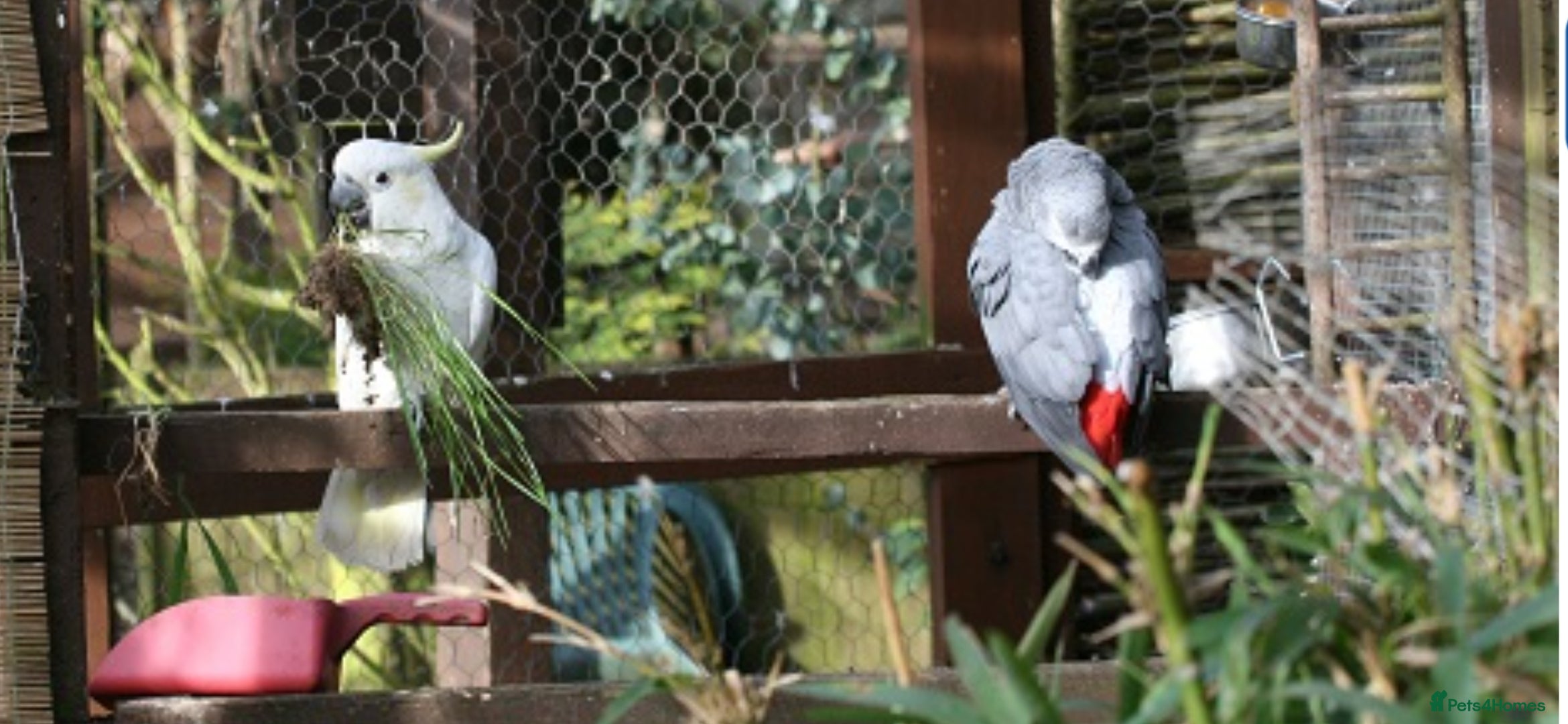 Parrots birds Rehome Any unwanted parrots - Advert 1