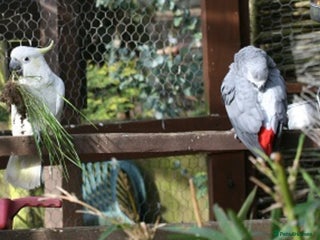 Parrots birds Rehome Any unwanted parrots - Advert 1