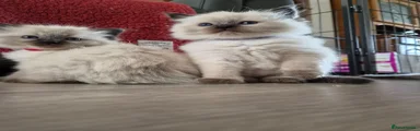 Mr Blue